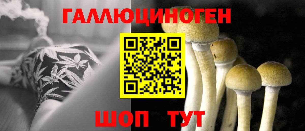 Галлюциногенные грибы Psilocybe Кашира